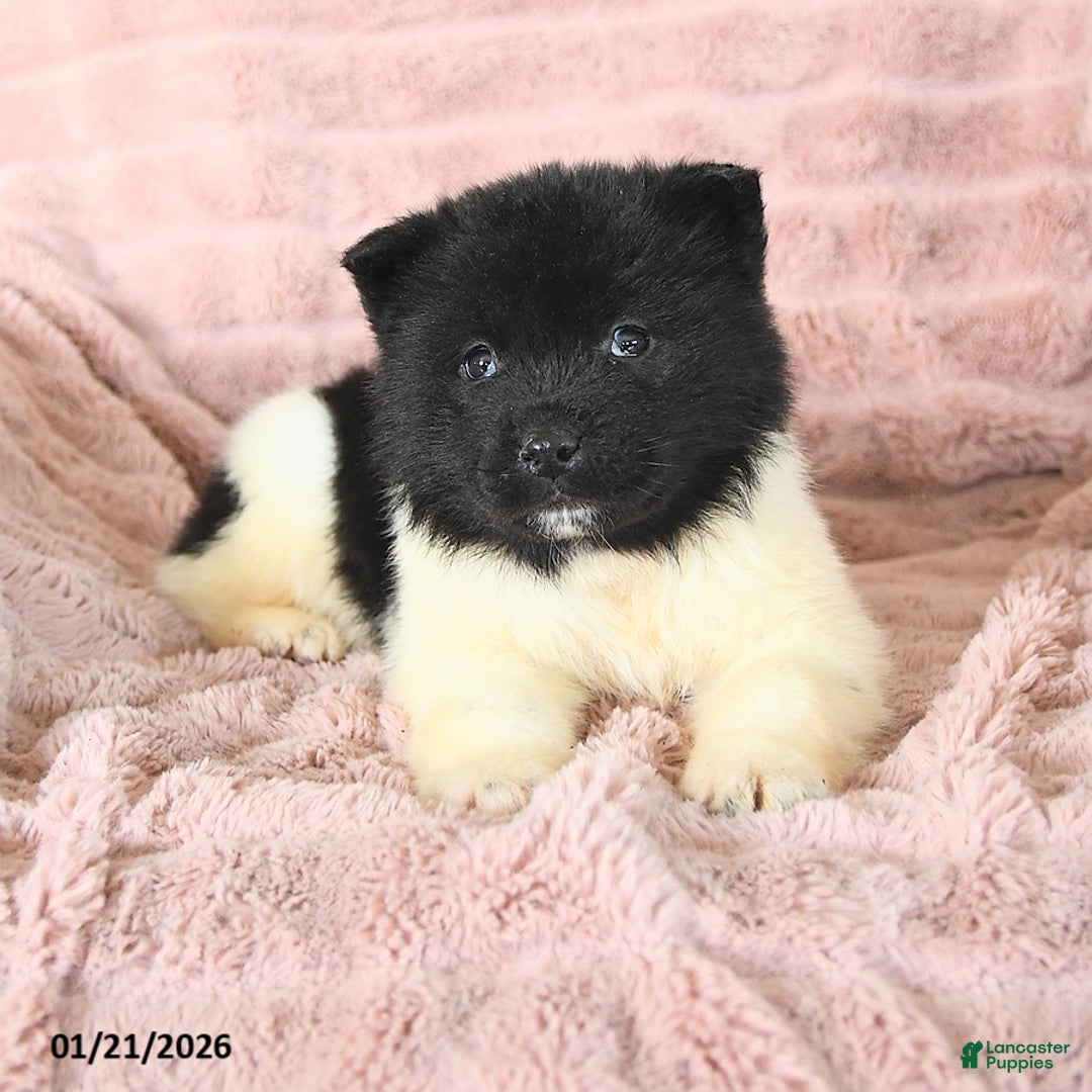 Akita dogs for sale: Flicker - Ad 5