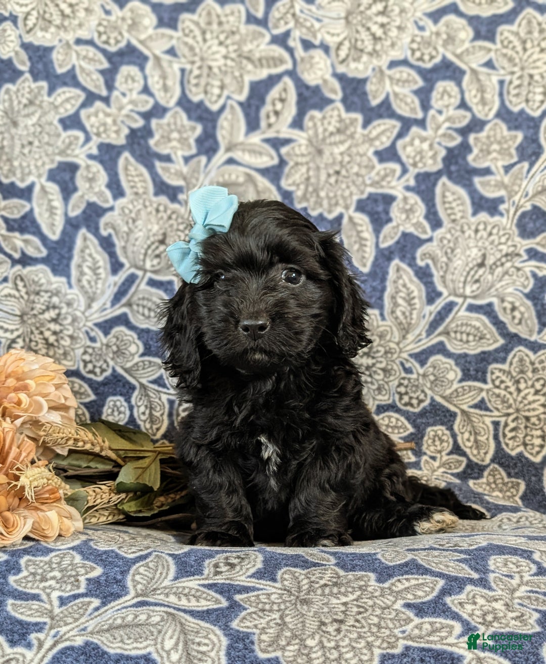 Mixed Breed dogs for sale: Athena - Ad 4