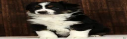 Miniature Australian Shepherd dogs for sale: Thunder - Ad 4