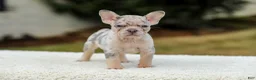 French Bulldog dogs for sale: Master – Lilac & Tan Merle - Ad 6