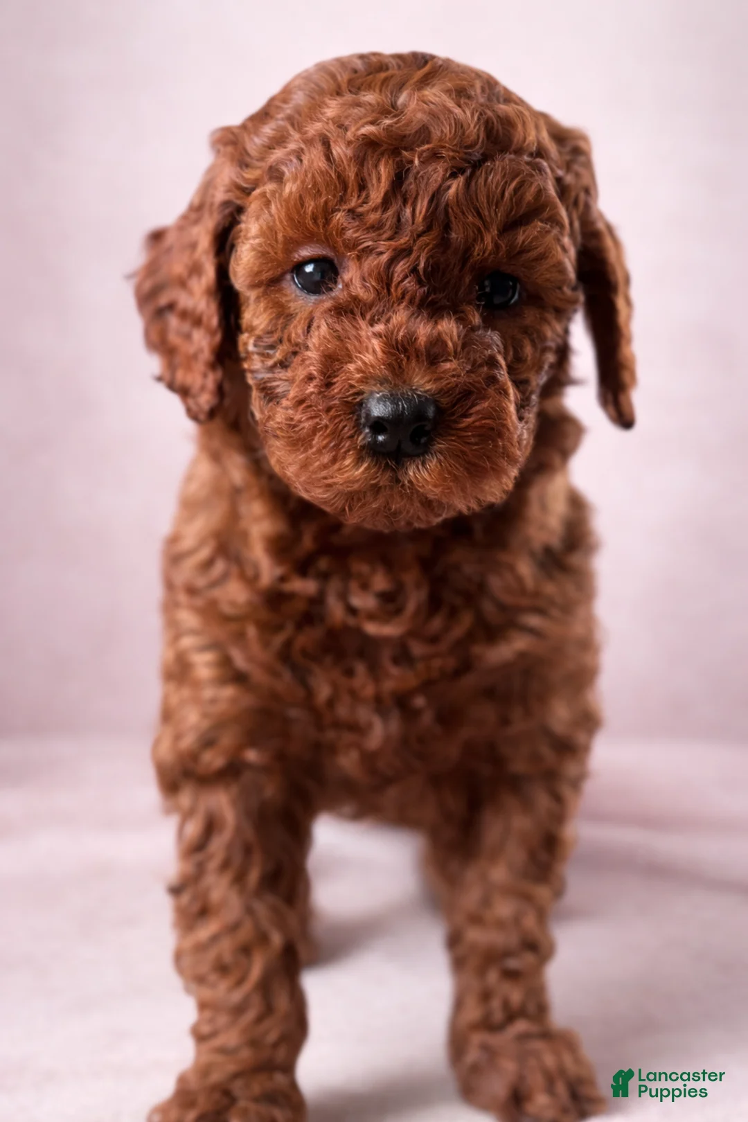 Mini Goldendoodle dogs for sale: Juliet - Ad 1