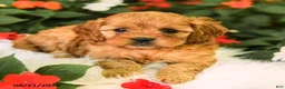 Cavapoo dogs for sale: Betsy - Ad 3