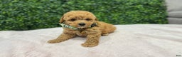 Toy Poodle dogs for sale: Max - Ad 4