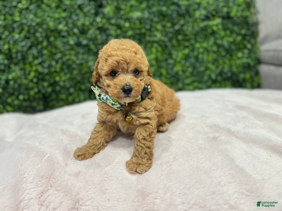 Toy Poodle dogs for sale: Max - Ad 4
