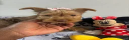 Yorkshire Terrier dogs for sale: Summer  - Ad 3