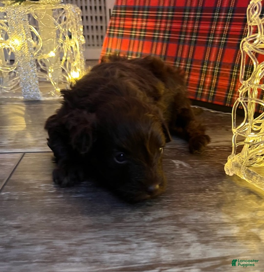 Pomapoo dogs for sale: Clarice - Ad 2