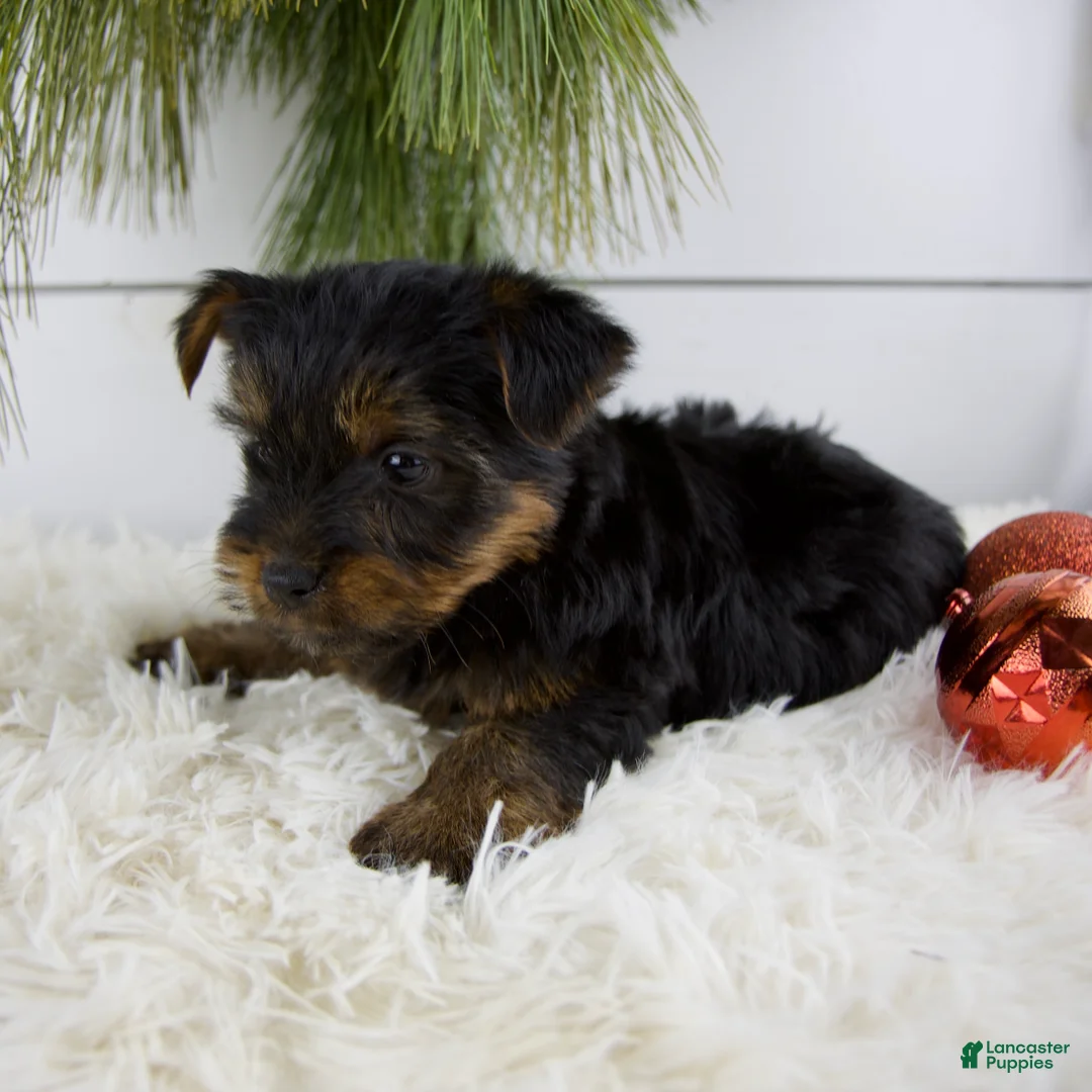 Yorkshire Terrier dogs for sale: Cody - Ad 7