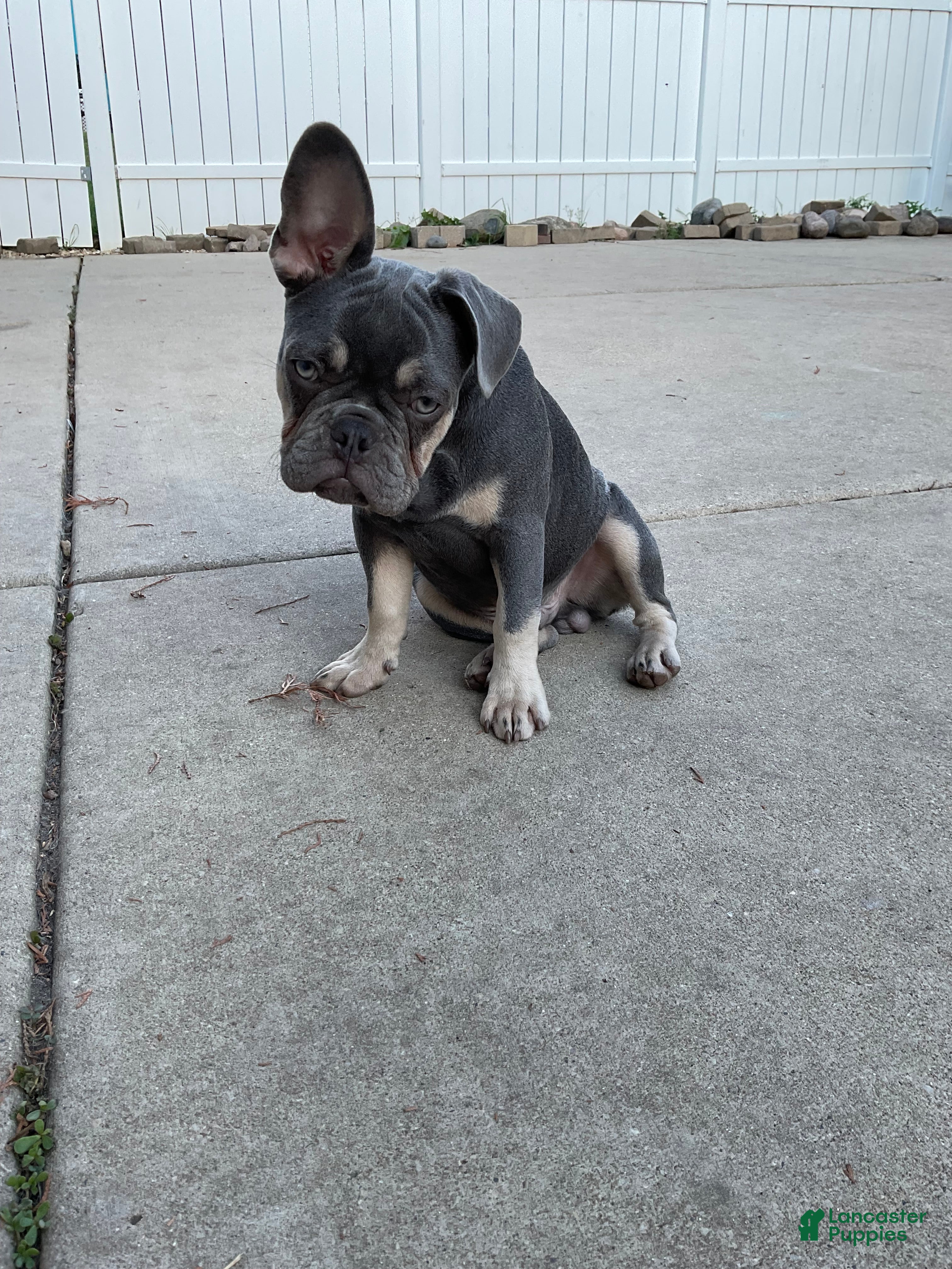 French Bulldog dogs French Bulldog 1 - Ad 11