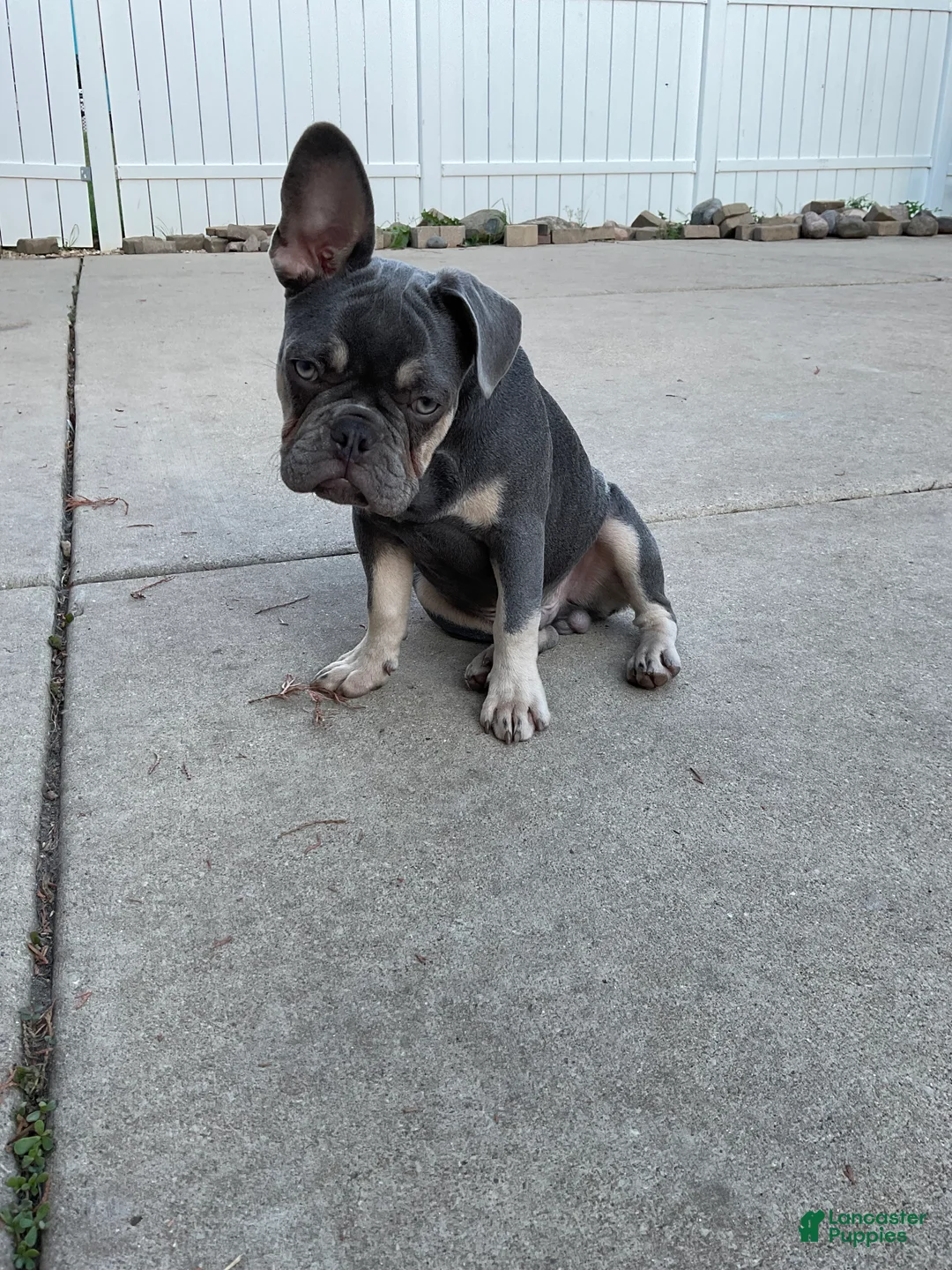 French Bulldog dogs for sale: French Bulldog 1 - Ad 1