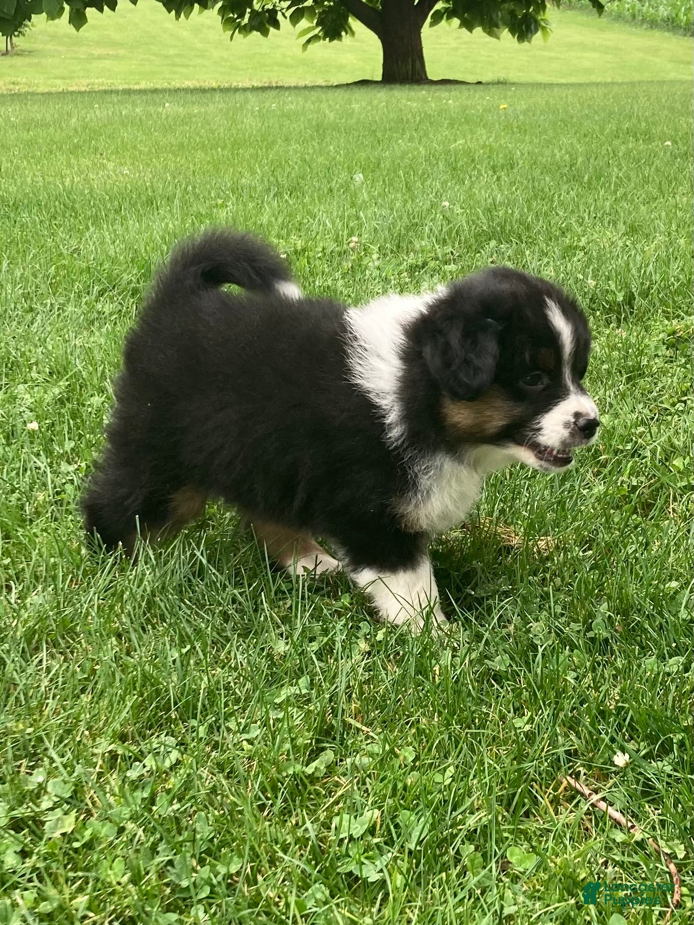 Australian Shepherd dogs Bear  - Ad 2