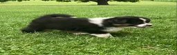 Australian Shepherd dogs for sale: Bear  - Ad 2