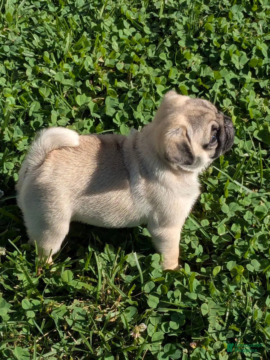 Pug dogs for sale: Charlotte - Ad 2