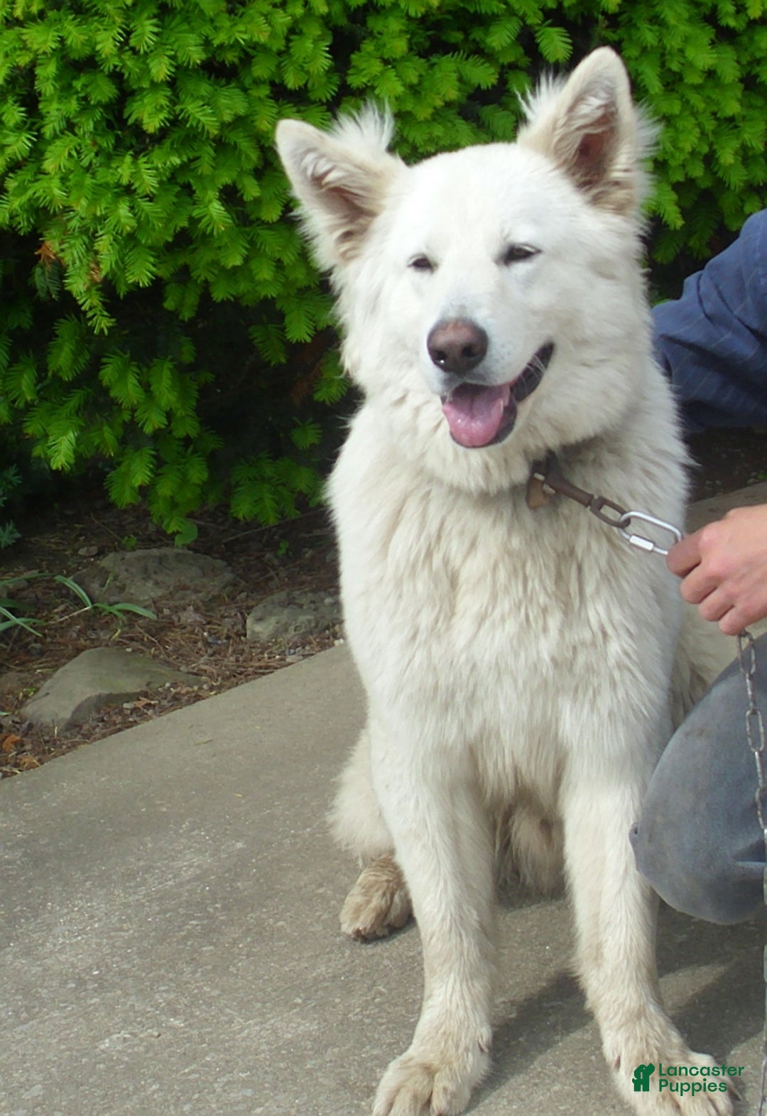 German Shepherd dogs for sale: Sparkle - Ad 5