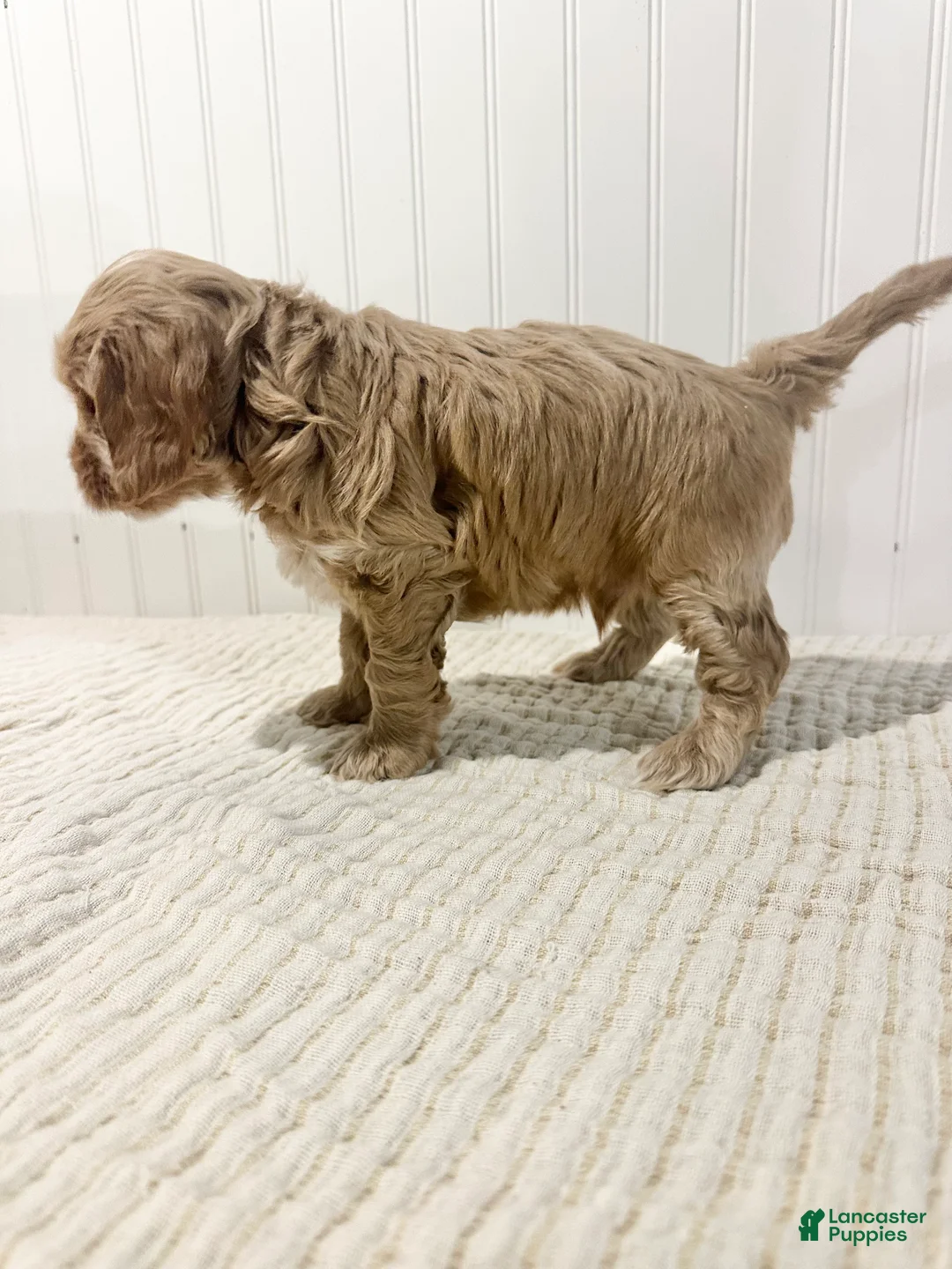 Cockapoo dogs for sale: Chip  - Ad 3