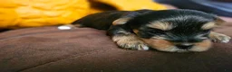 Yorkshire Terrier dogs for sale: Max - Ad 12