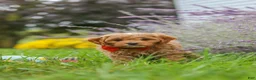 Cavapoo dogs for sale: Rover - Ad 14