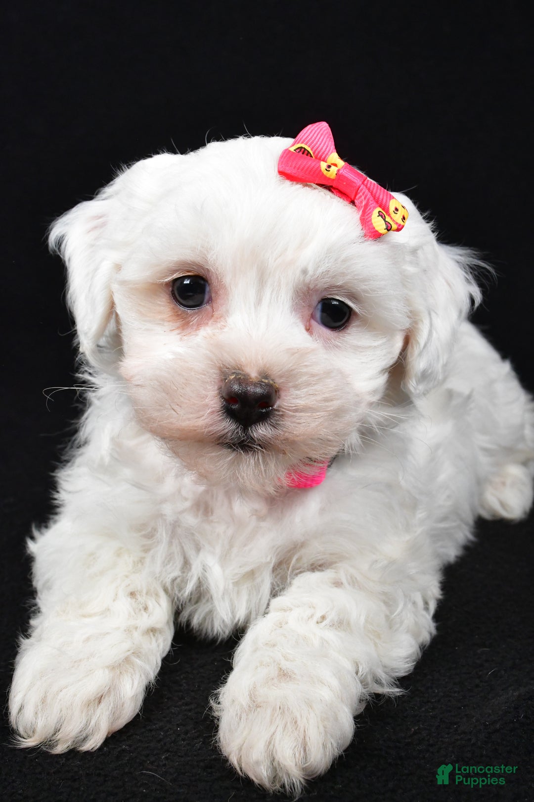 Maltipoo dogs for sale: Jane - Ad 12