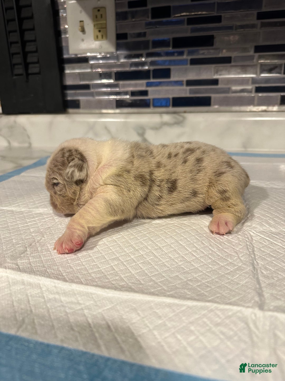 English Bulldog dogs for sale: Lilac Merle Male  - Ad 2