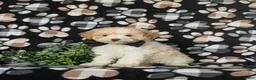 Toy Poodle dogs for sale: Stratford - Ad 3