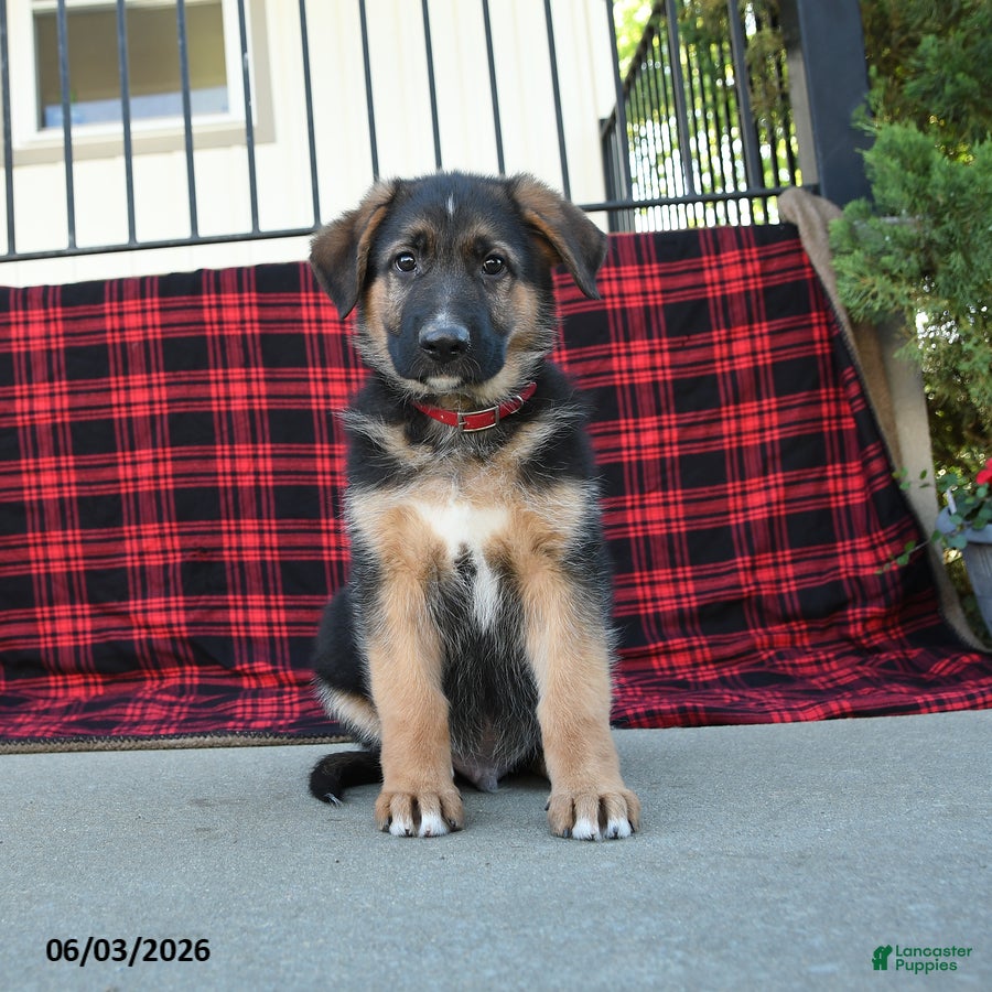 Mixed Breed dogs Roman  - Ad 1