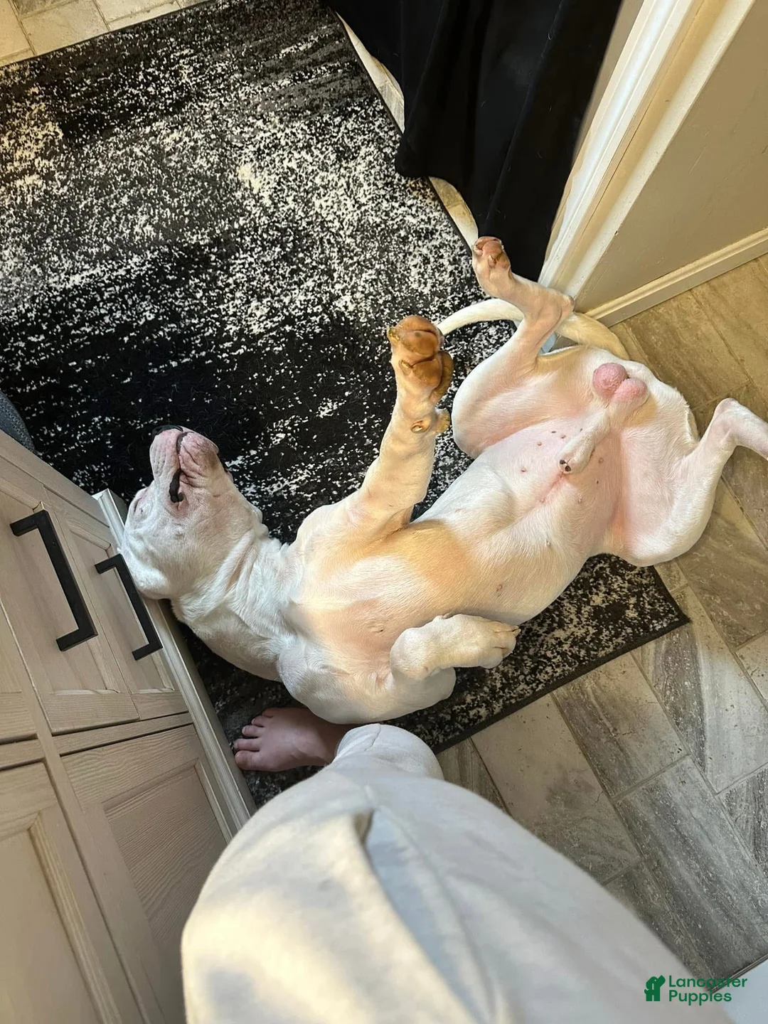 Dogo Argentino dogs for sale: Teal collar female  - Ad 4