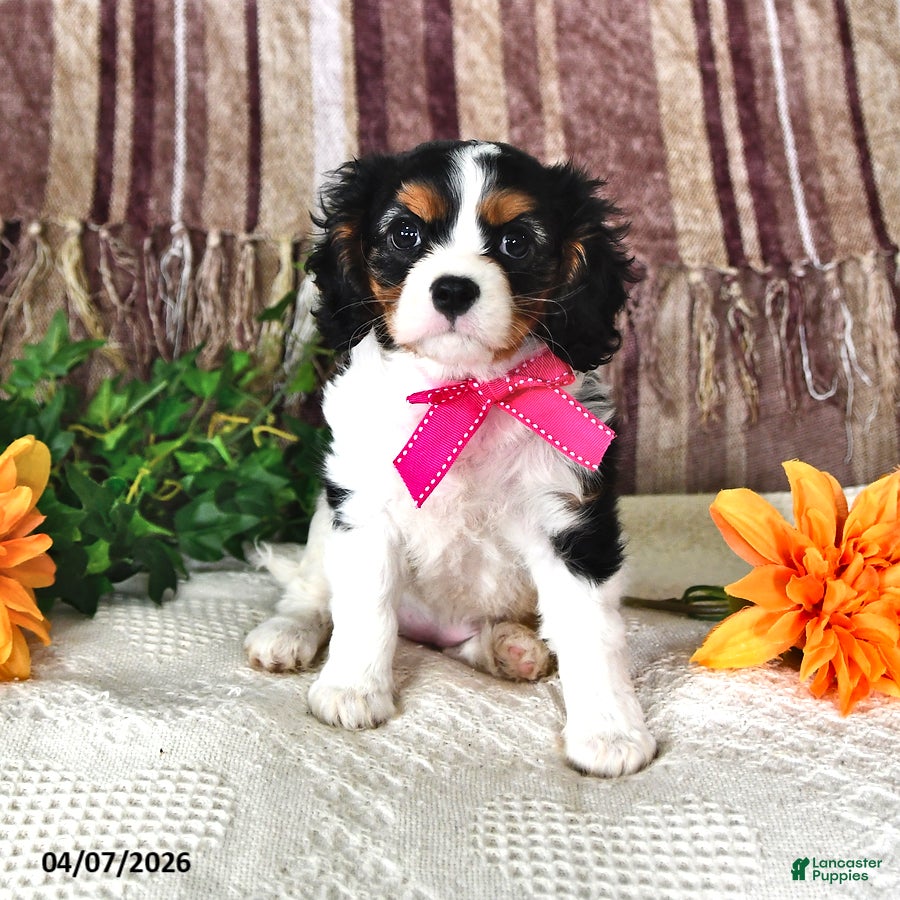 Cavalier King Charles Spaniel dogs Susie - Ad 1