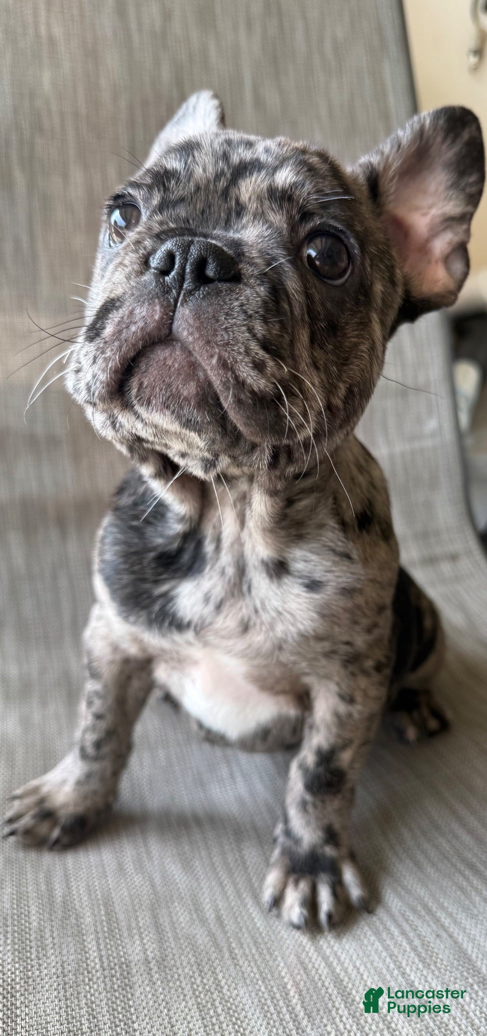 French Bulldog dogs Blanton - Ad 1