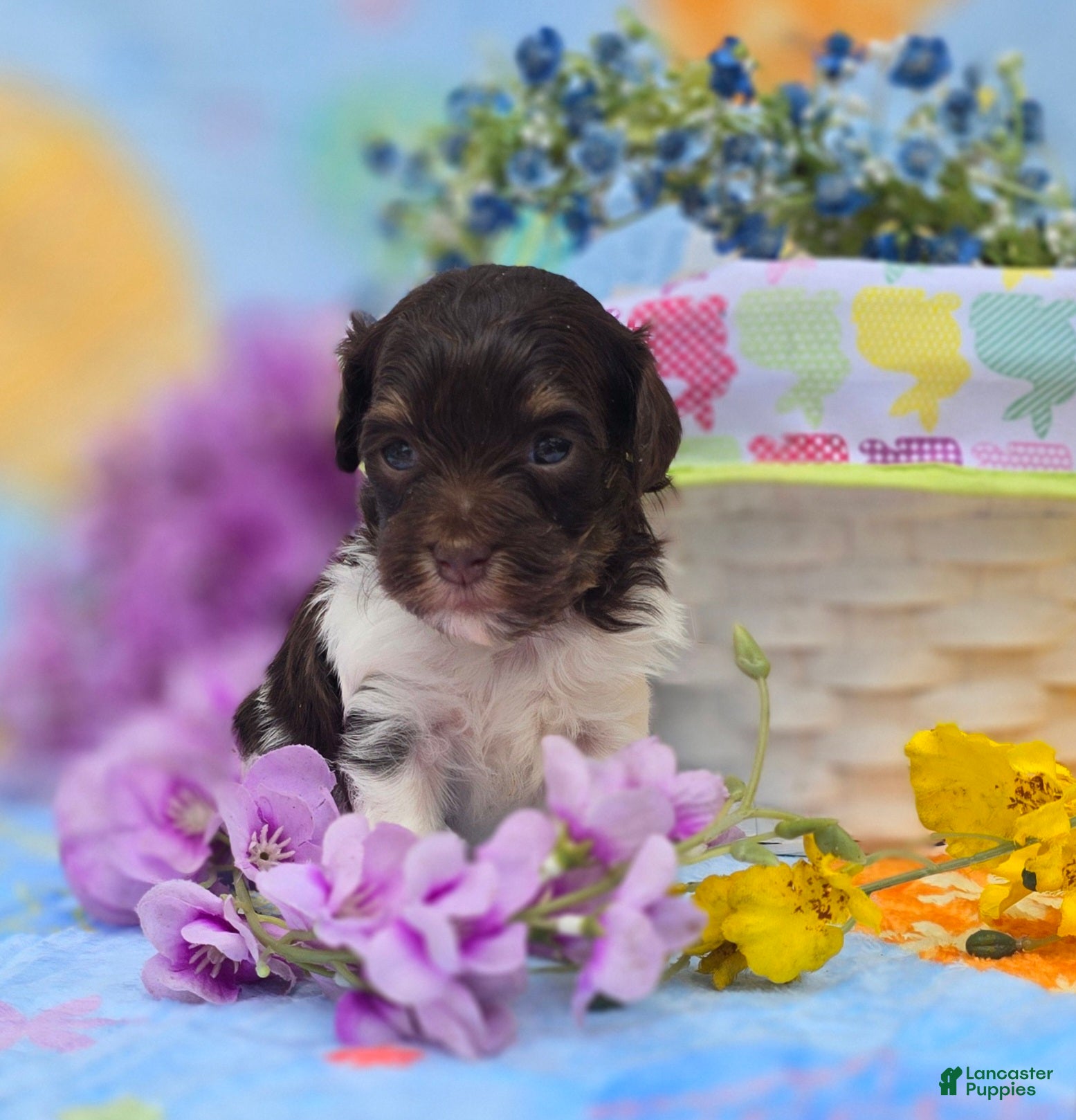 Havapoo dogs Wafer - Ad 17