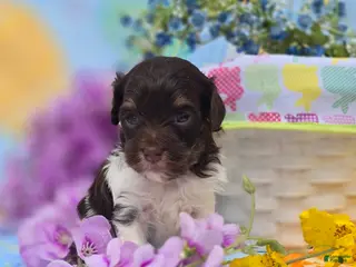 Havapoo dogs Wafer - Ad 37