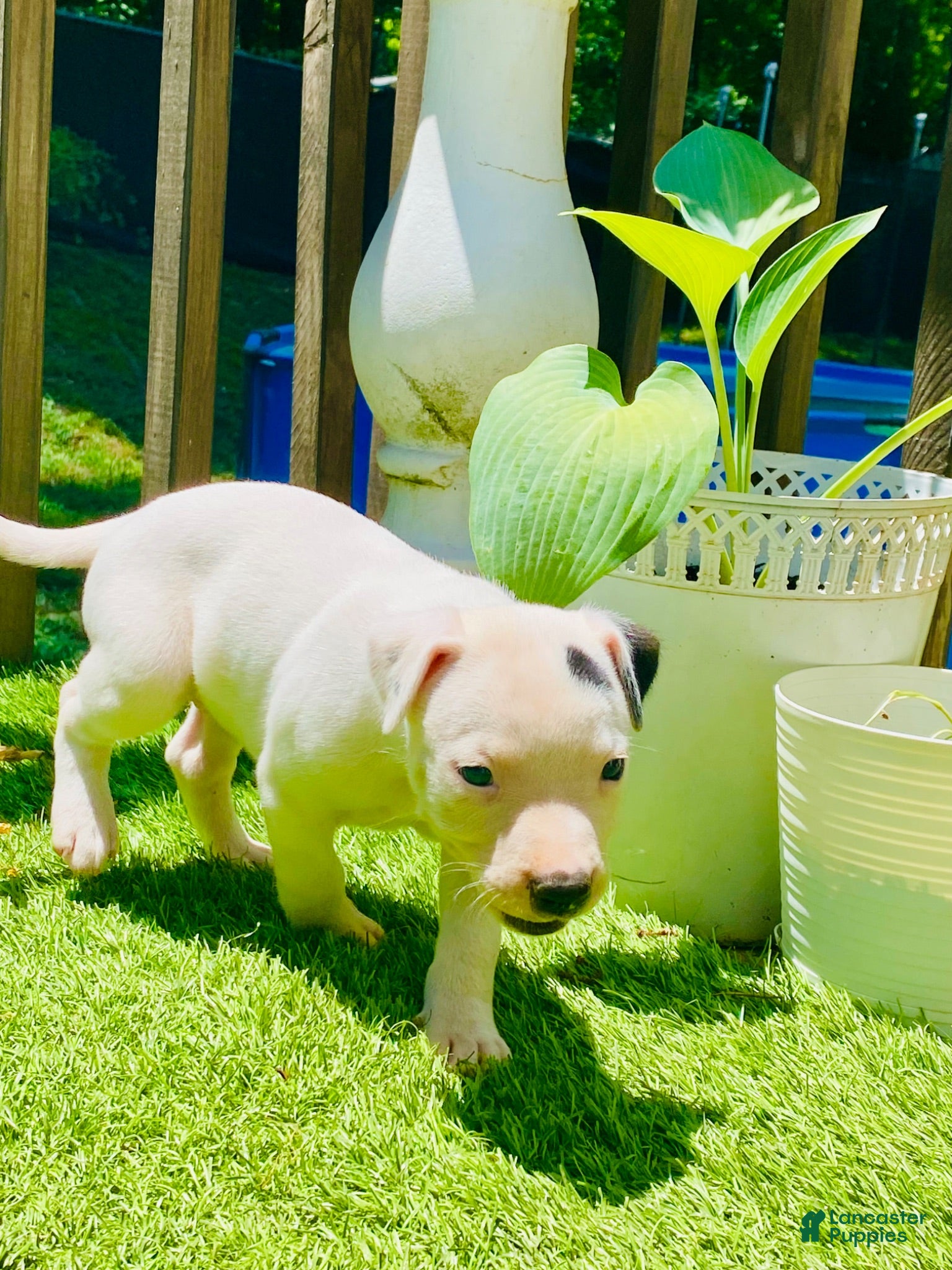American Pit Bull Terrier dogs for sale: American Pit Bull Terrier 4 - Ad 3