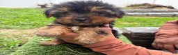 Yorkshire Terrier dogs for sale: Yorkshire Terrier milo - Ad 2