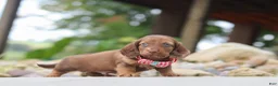 Miniature Dachshund dogs for sale: Otto - Ad 6