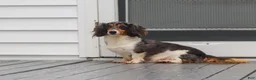 Miniature Dachshund dogs for sale: Olivia - Ad 11