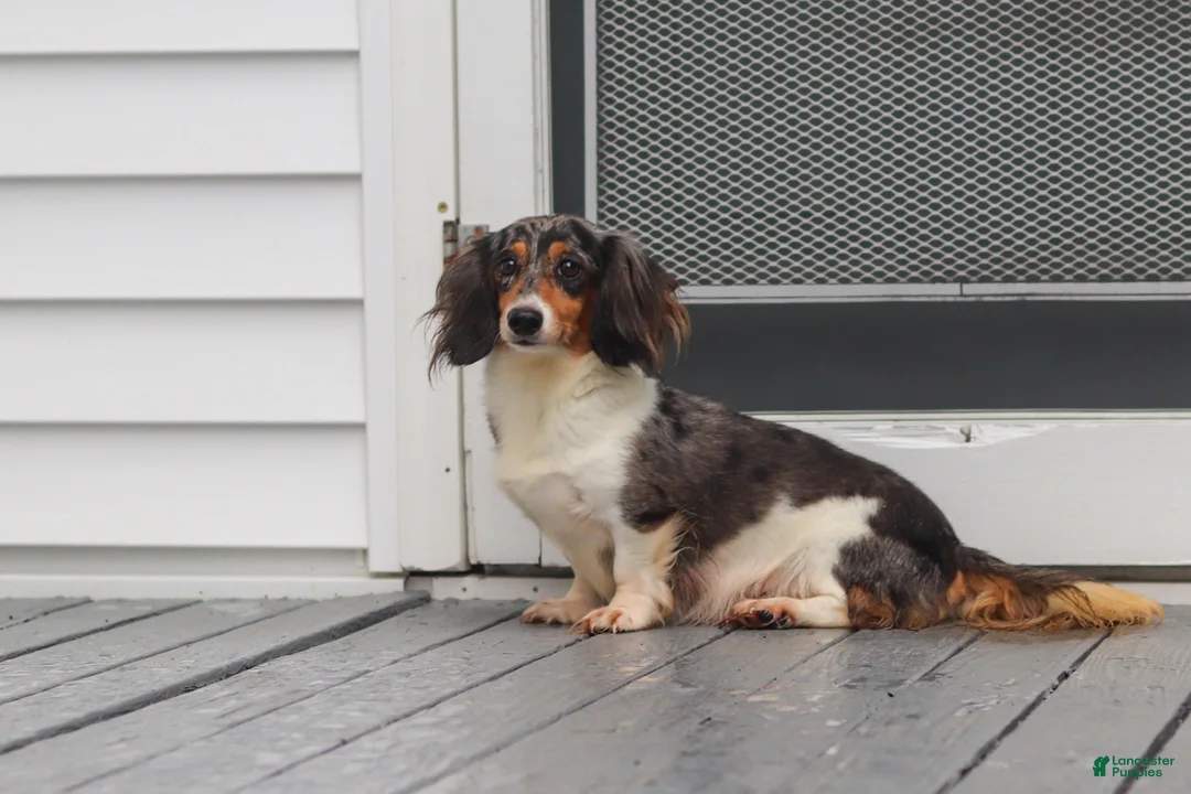 Miniature Dachshund dogs for sale: Olivia - Ad 11