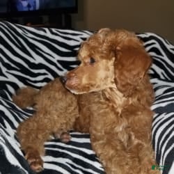 Standard Poodle dogs Denver - Ad 2