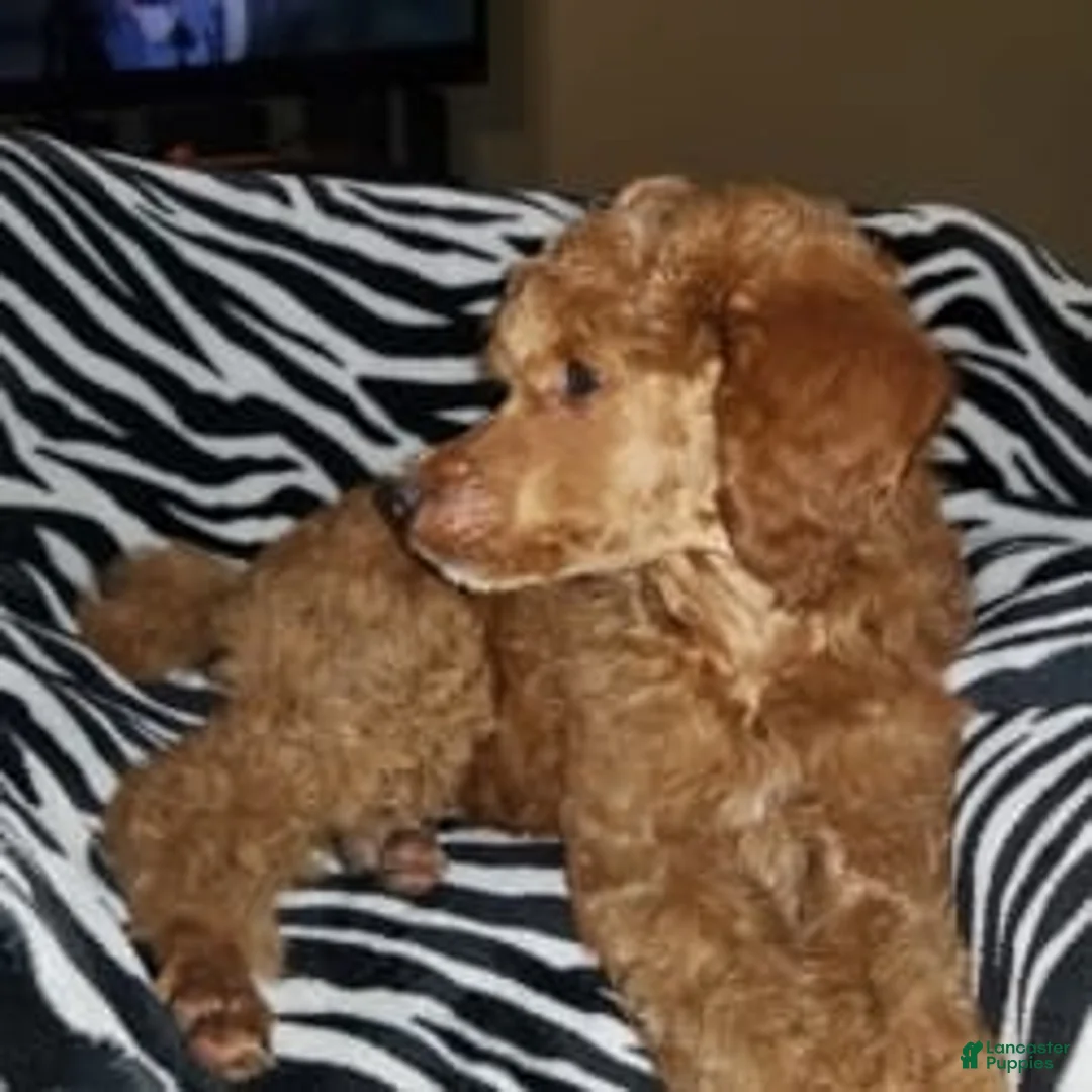 Standard Poodle dogs for sale: Austin - Ad 2