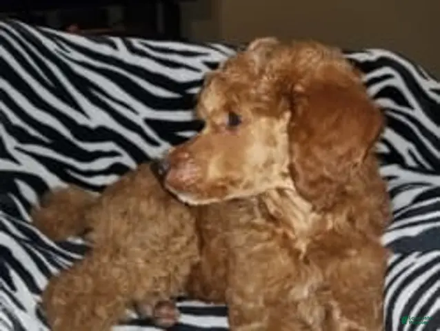 Standard Poodle dogs Arizona - Ad 2