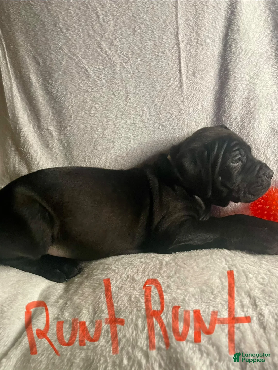 Daniff dogs for sale: Daniff 7 - Ad 1