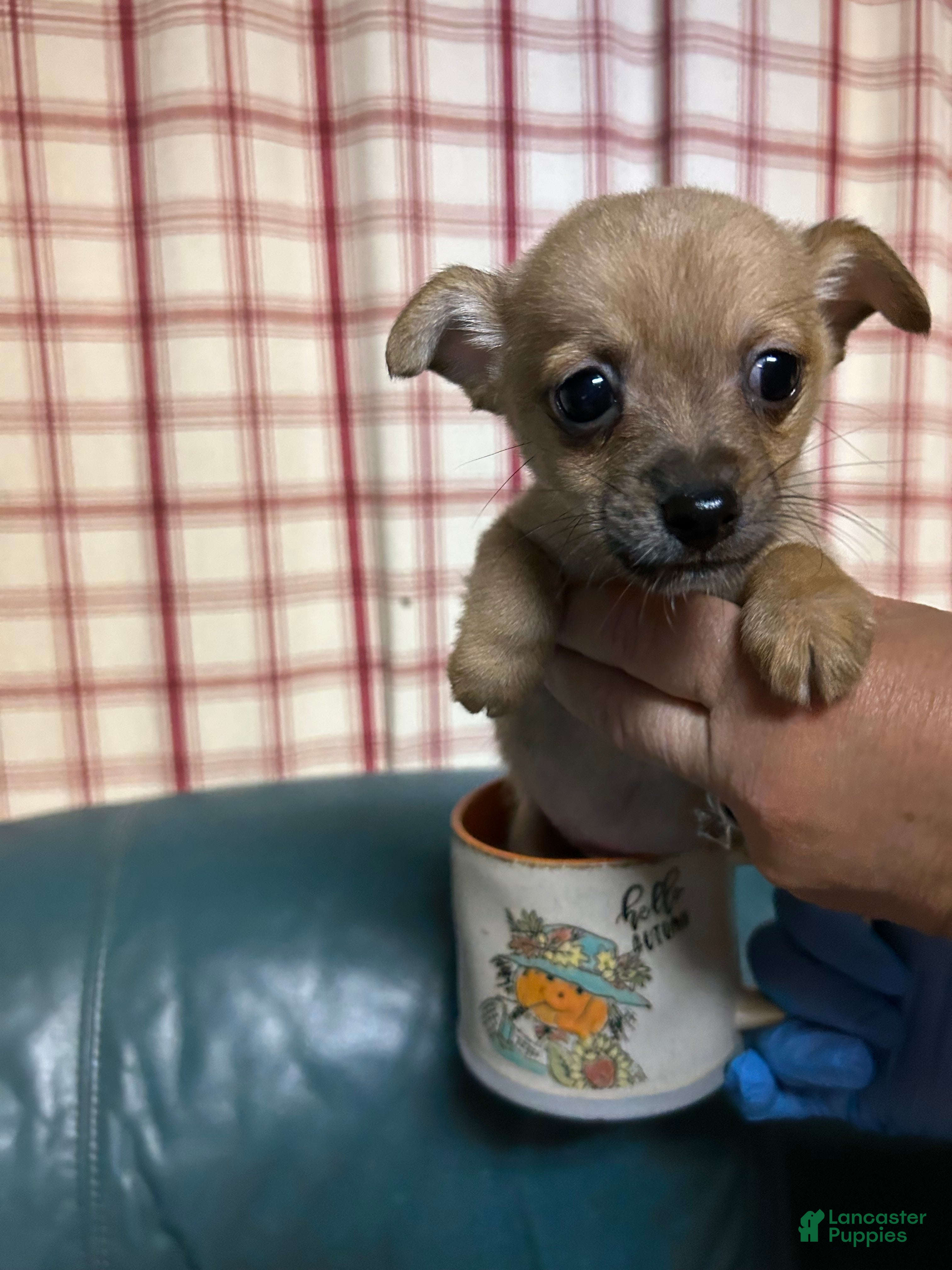 Chihuahua dogs for sale: Chihuahua 2 - Ad 2