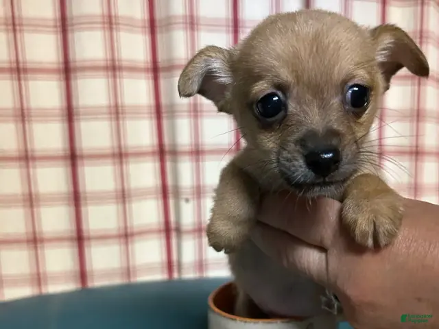 Chihuahua dogs for sale: Chihuahua 2 - Ad 2