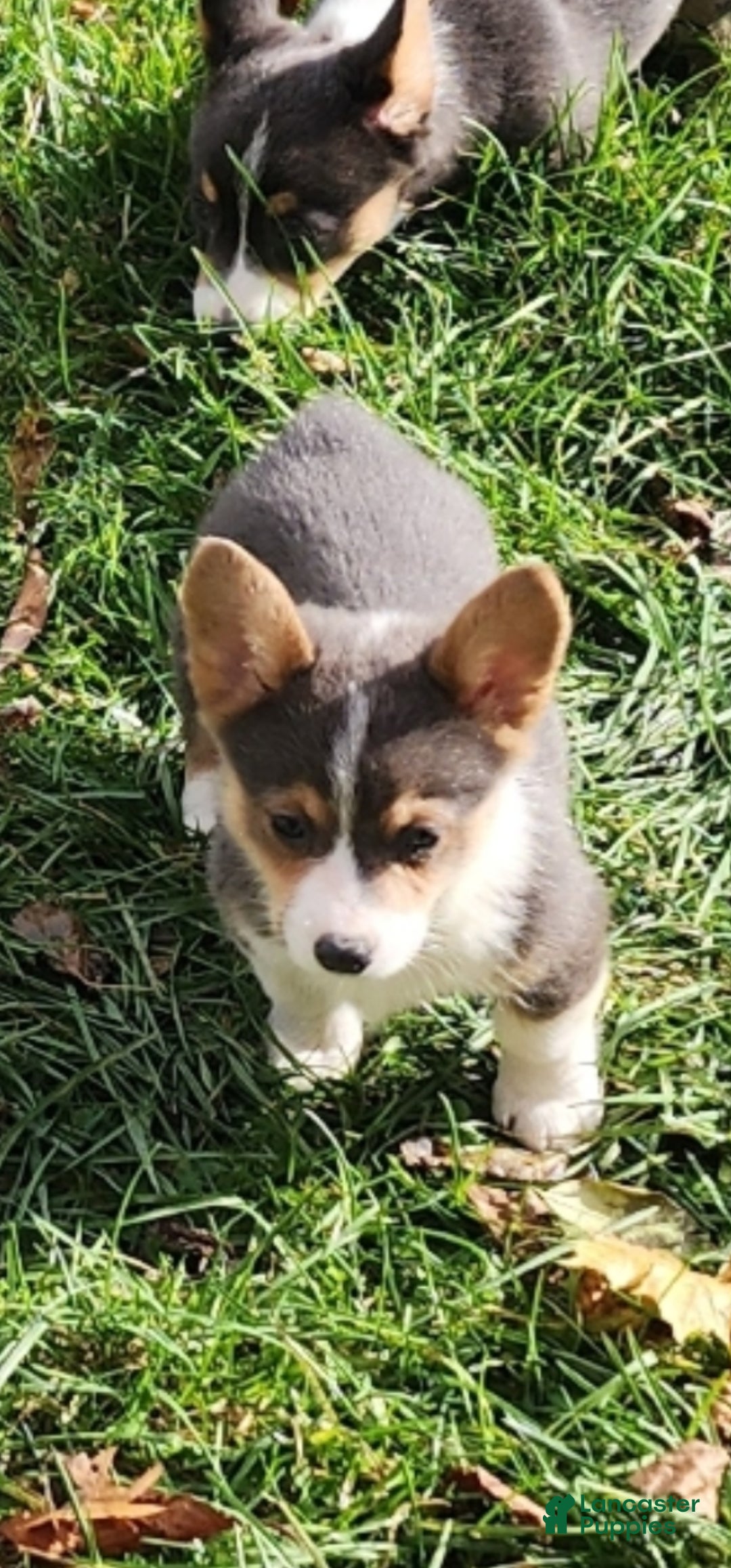 Welsh Corgi Pembroke dogs for sale: Annie Bluie  - Ad 16