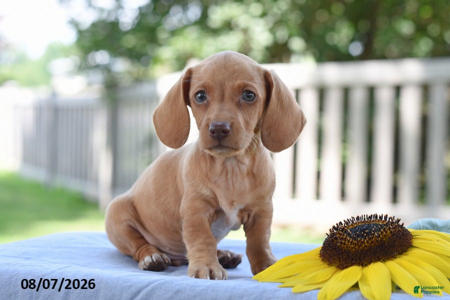 Miniature Dachshund dogs Trent - Ad 2
