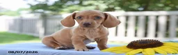 Miniature Dachshund dogs for sale: Trent - Ad 2
