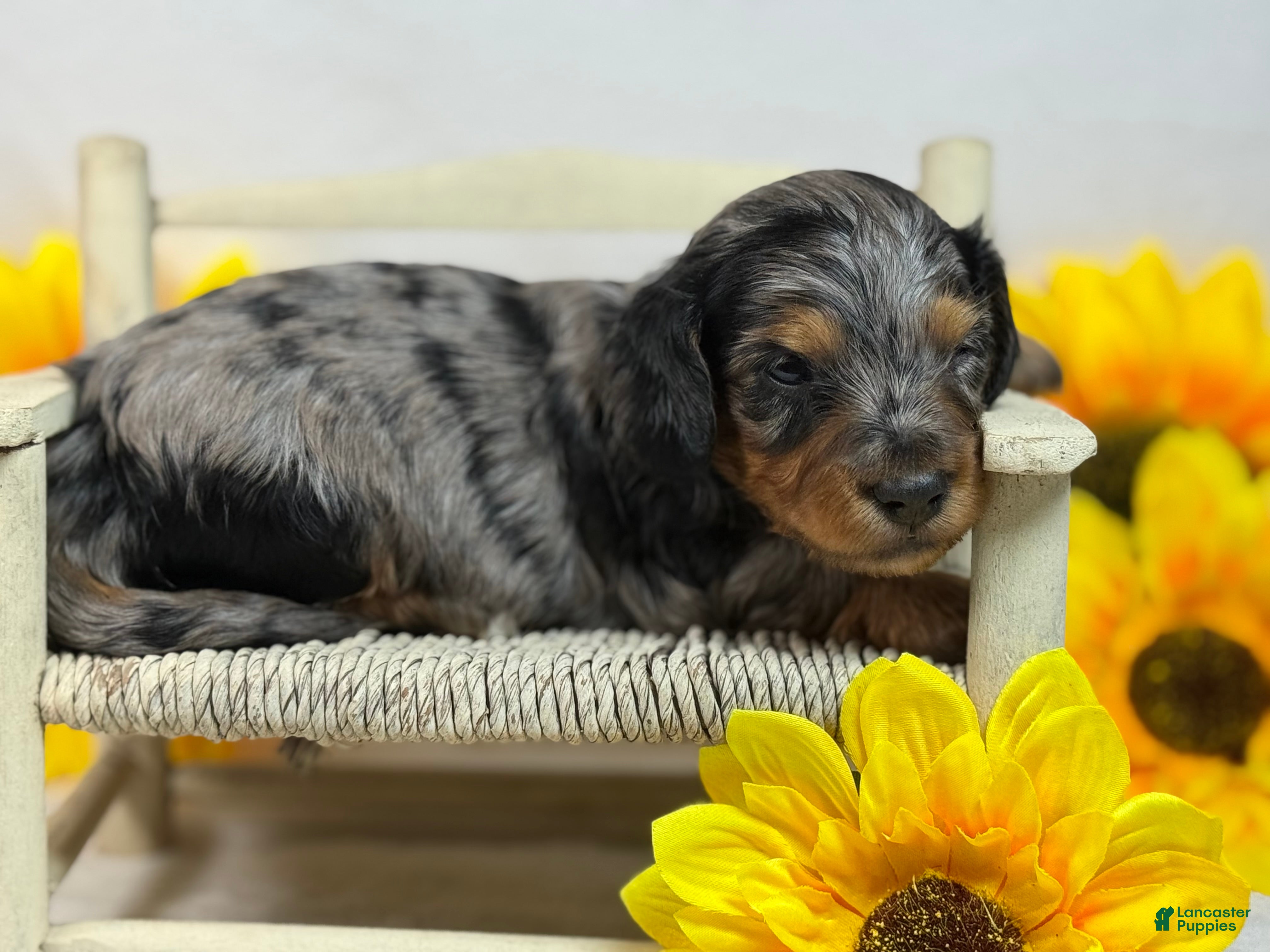 Miniature Dachshund dogs Black Dapple SILKY - Ad 14