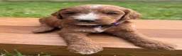 Irish Doodle dogs for sale: Aspen - Ad 2