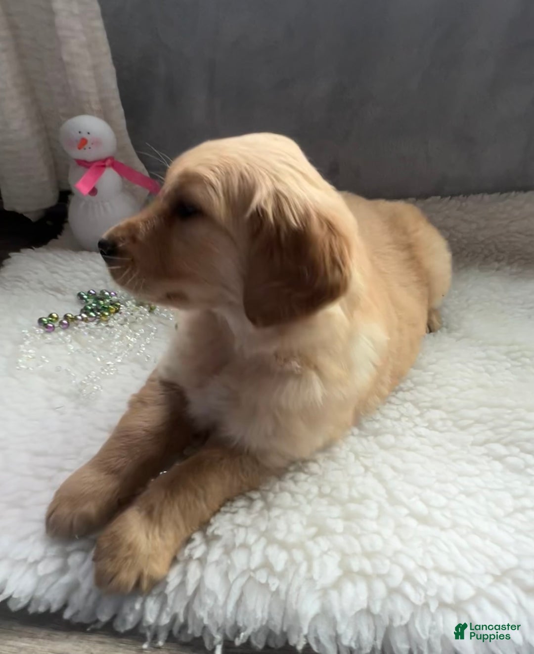 Golden Retriever dogs for sale: Benson  - Ad 3