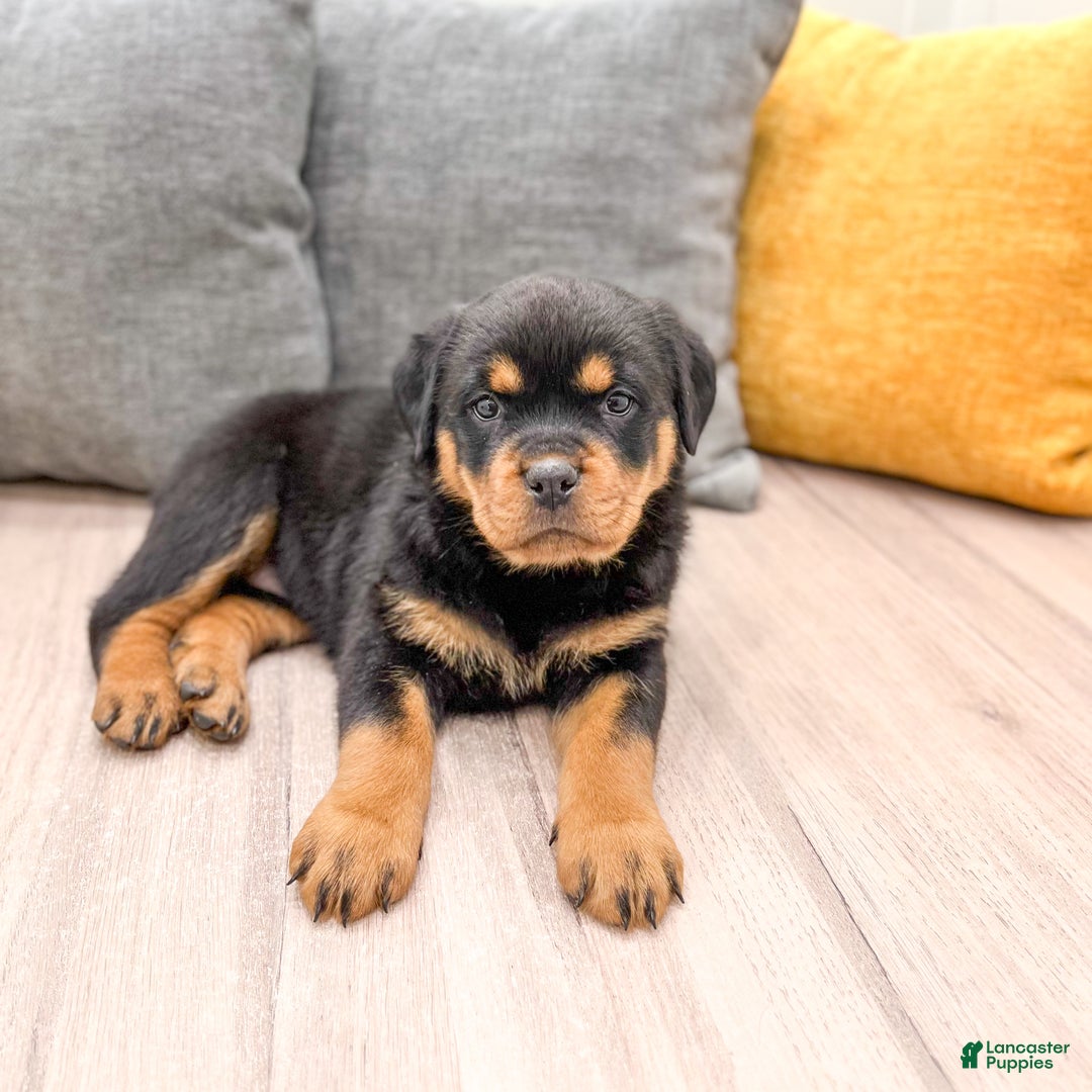 Rottweiler dogs for sale: Skye - Ad 8