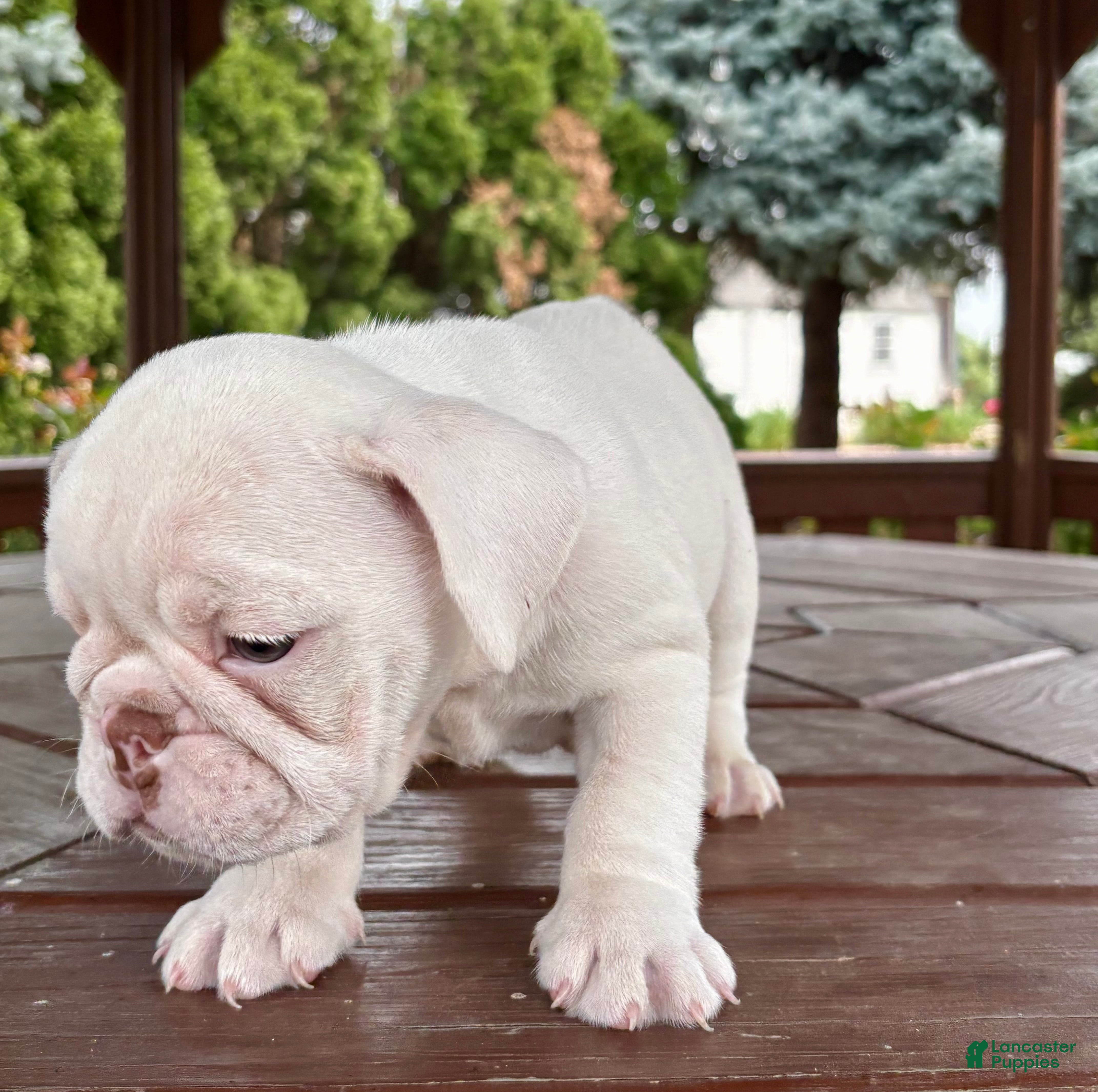 English Bulldog dogs Olaf - Ad 2