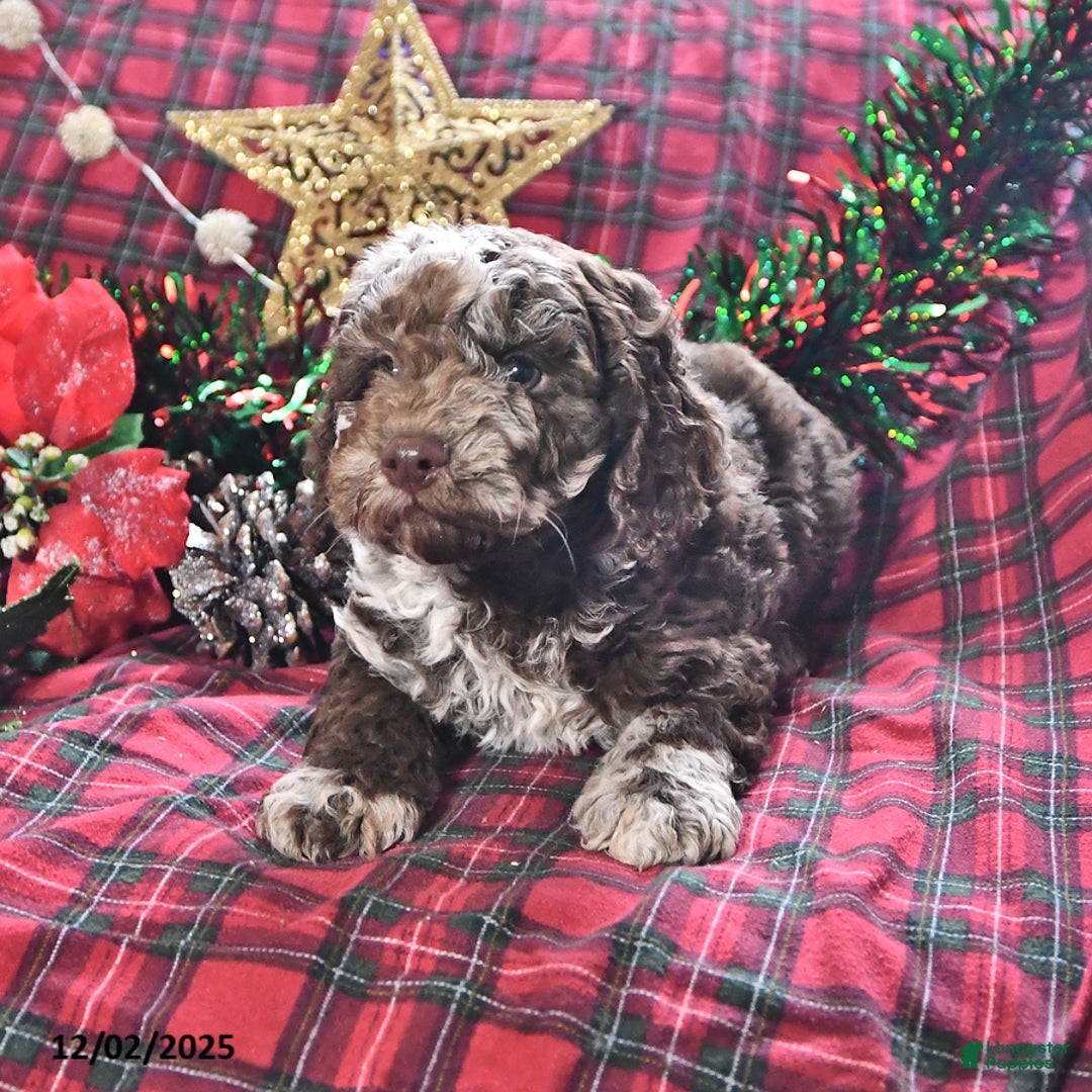 Miniature Poodle dogs for sale: Brian - Ad 1