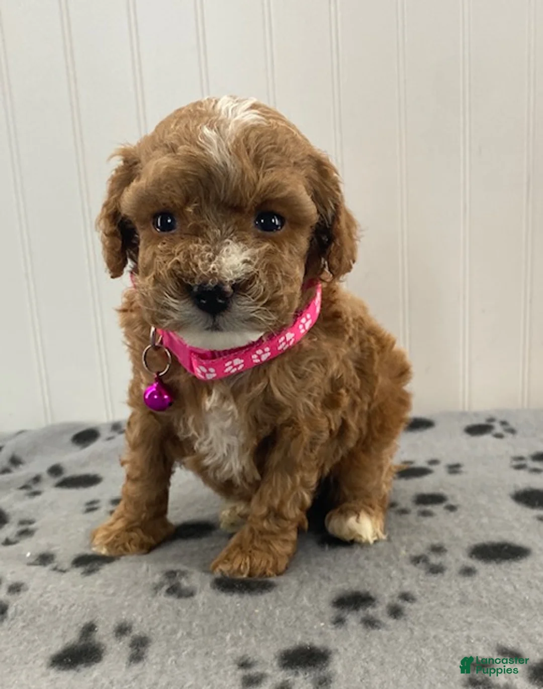 Toy Poodle dogs for sale: Rose - Ad 1